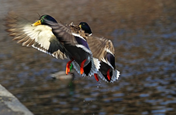 Collision Course by Deb Oppermann
